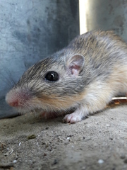 Heteromys irroratus
