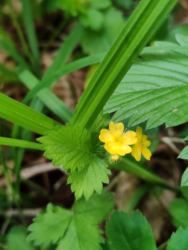 Image of Agrimonia agrimonoides by (c) Ljaž, some rights reserved (CC BY)