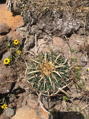 Echinofossulocactus crispatus