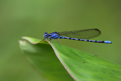 Argia elongata