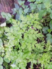 Anthriscus sylvestris