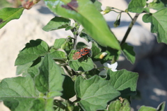 Spilostethus furcula
