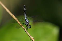 Micrathyria pseudeximia