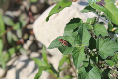 Spilostethus furcula