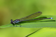 Argia indicatrix