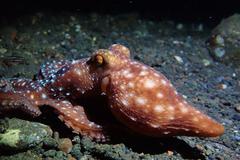 Callistoctopus