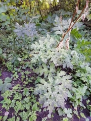 Heracleum sphondylium