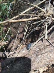 Eusattus reticulatus