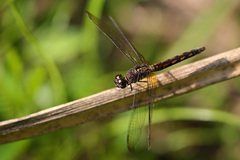 Erythrodiplax kimminsi