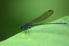 Argia oculata
