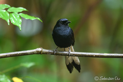 White-Vented Shama photo 3