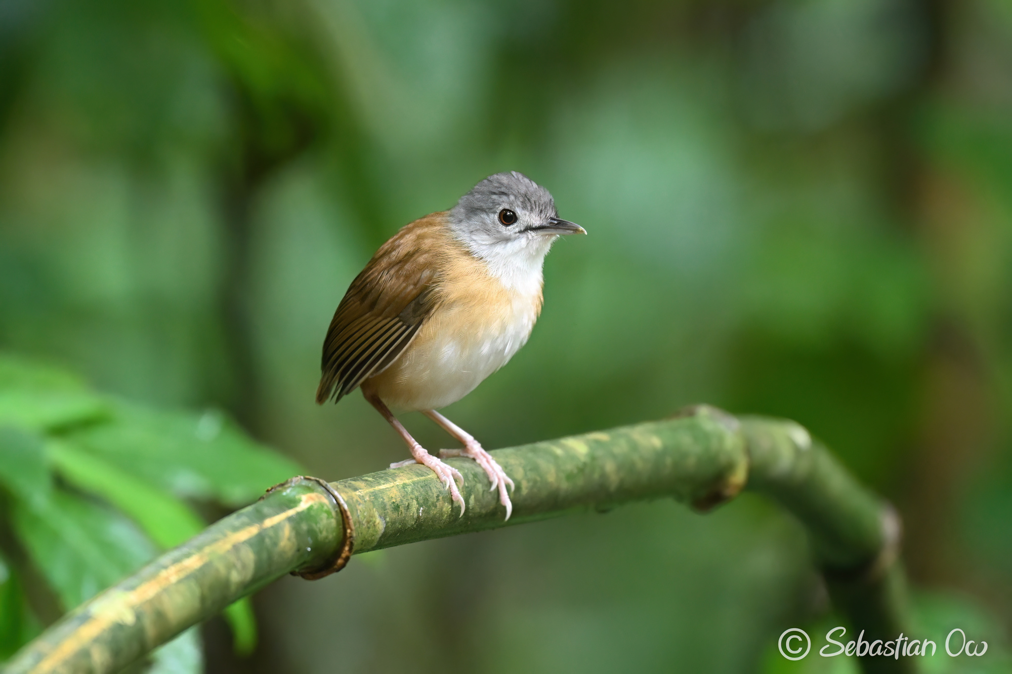 Ashy-headed Babbler illustration