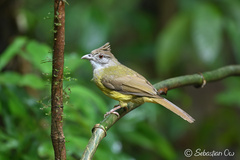Palawan Bulbul photo 2