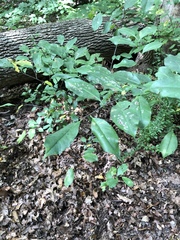 Prunus serotina