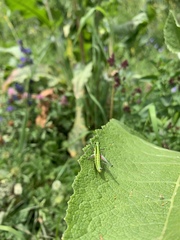 Gomphomastax clavata