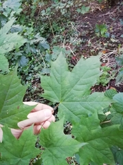 Acer platanoides