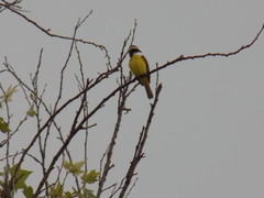 Myiozetetes similis