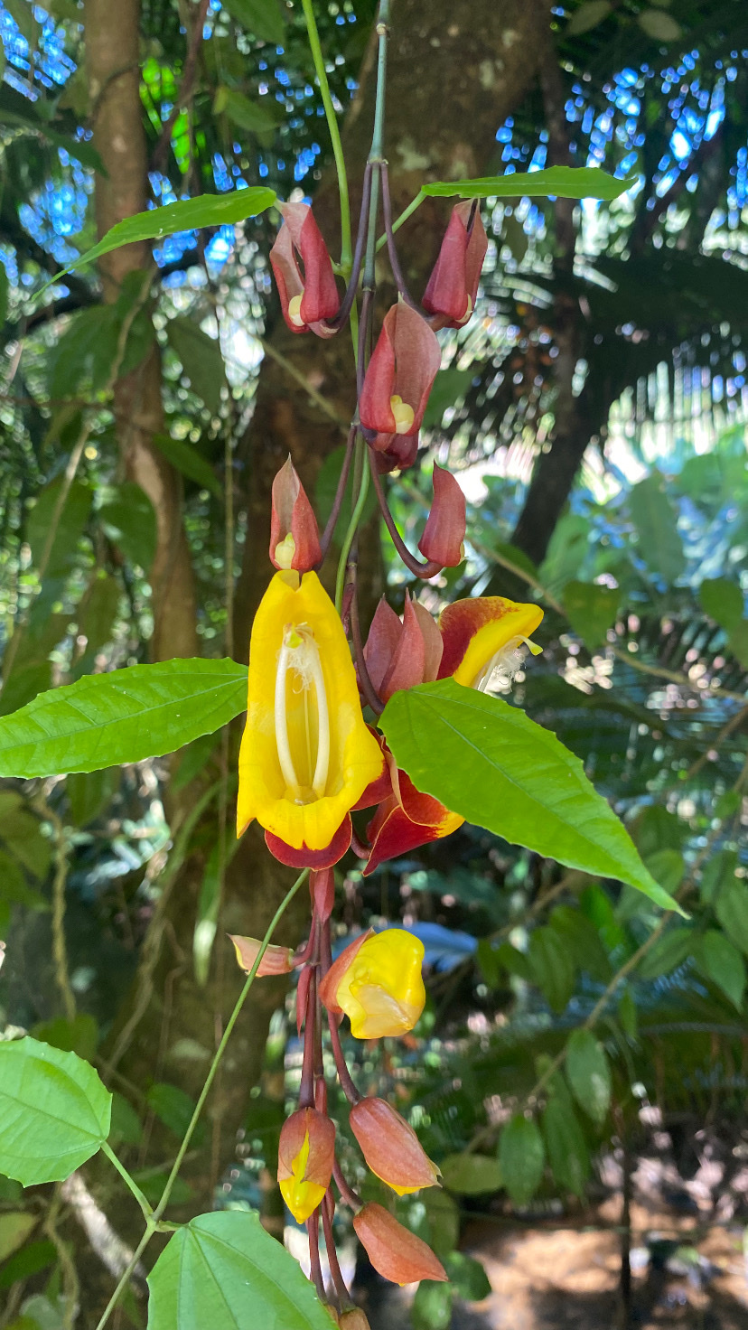 Thunbergia mysorensis