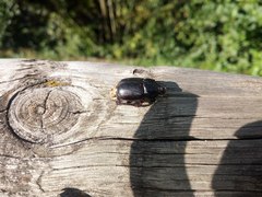 Pentodon bidens punctatus