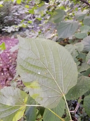 Tilia × europaea