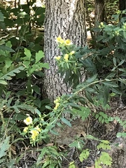 Aureolaria grandiflora