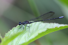 Argia ulmeca