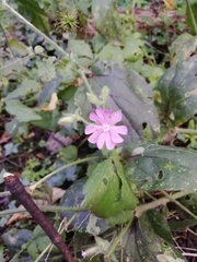 Silene dioica