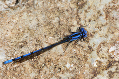 Argia fissa