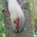 Red Triangle Slug - Photo (c) David Lochlin, some rights reserved (CC BY)