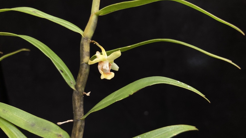 Dendrobium hosei Ridl.