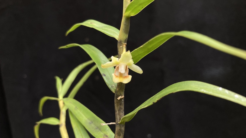Dendrobium hosei Ridl. 2