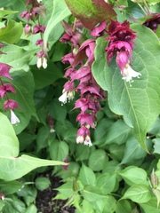 Leycesteria