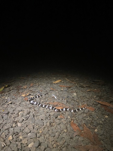 Eastern Bandy Bandy sighting