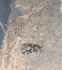 Prionoxystus robiniae