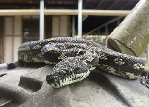 Coastal Carpet Python sighting