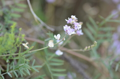 Astragalus austriacus