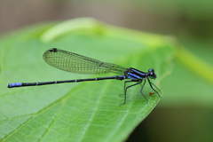 Argia johannella