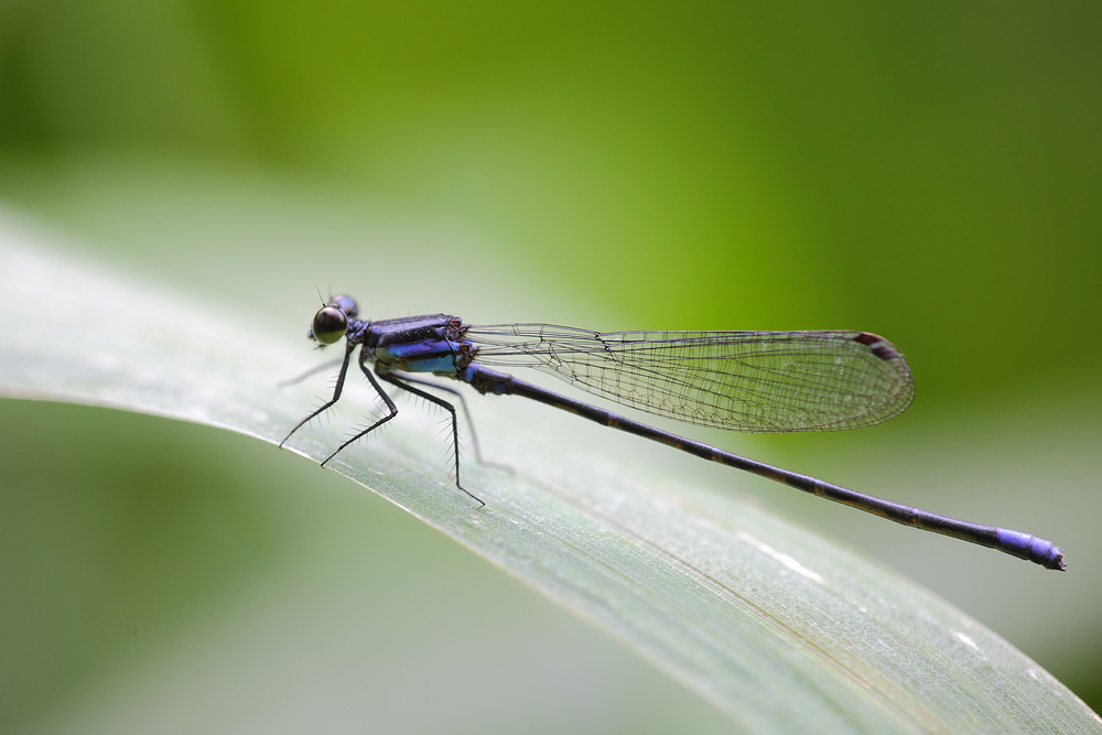 Bristle-tipped Dancer