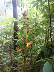 Galeola lindleyana