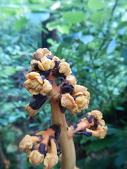 Galeola lindleyana