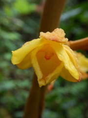 Galeola lindleyana