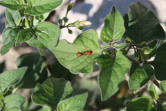 Spilostethus furcula