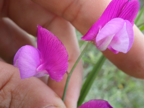 Image of Lathyrus clymenum by no rights reserved