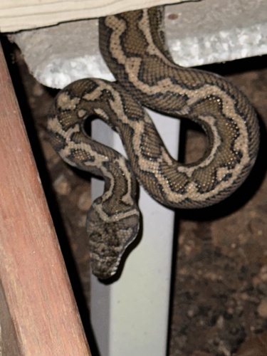 Coastal Carpet Python sighting