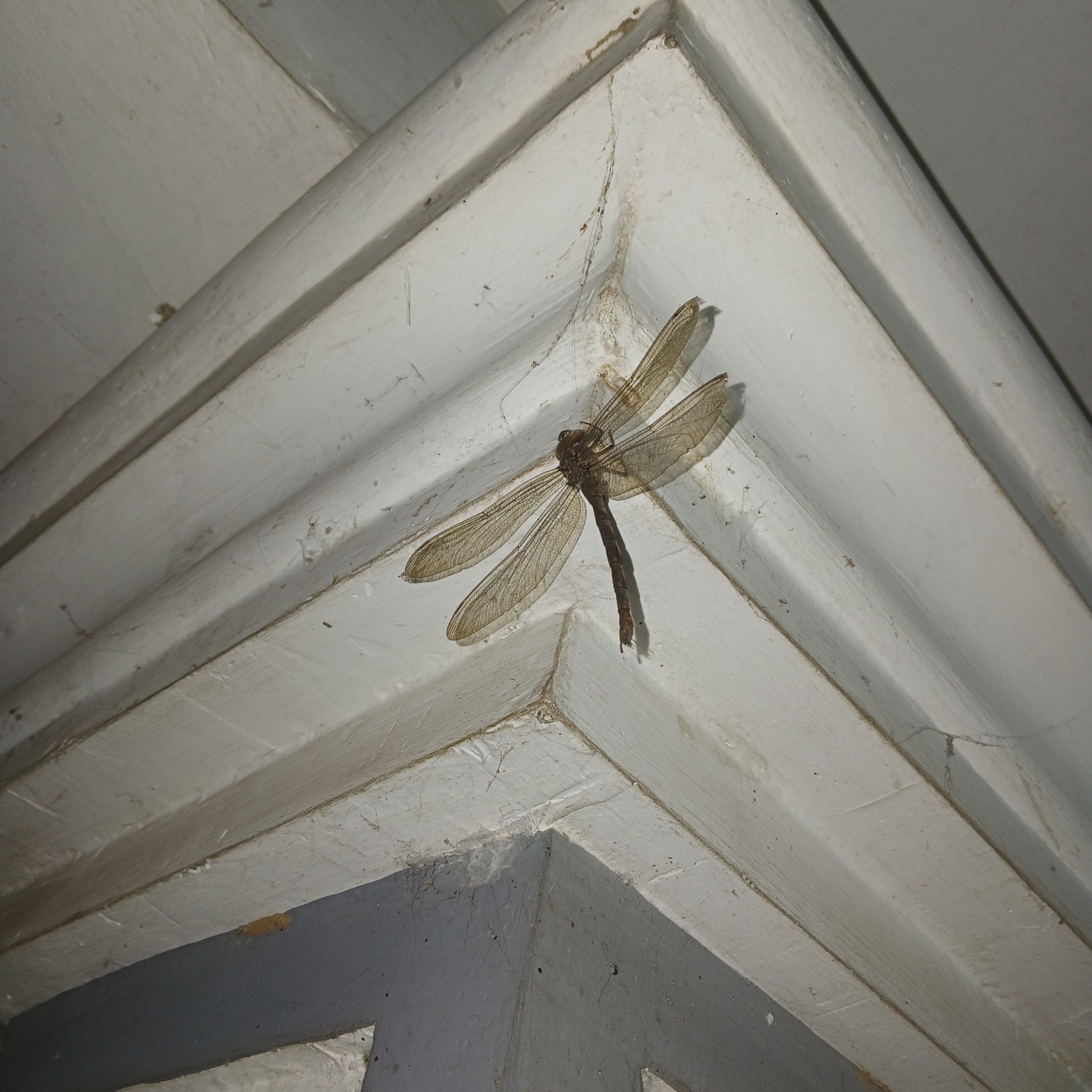 Brown Duskhawker