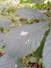 Cameraria ohridella