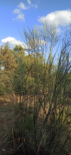 Image of Retama sphaerocarpa by (c) Gonzalo Ganda Álvarez, some rights reserved (CC BY)