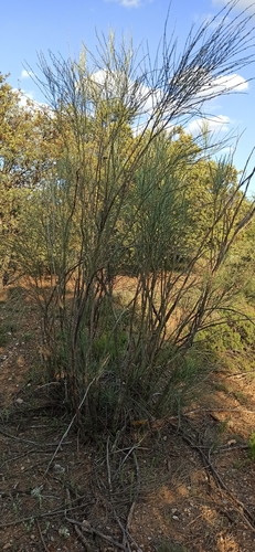 Image of Retama sphaerocarpa by (c) Gonzalo Ganda Álvarez, some rights reserved (CC BY)