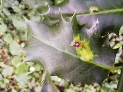 Phytomyza ilicis