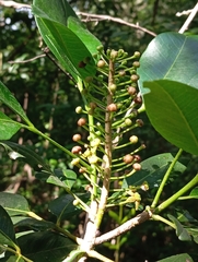 Pilocarpus racemosus, photograph author not stated, no rights reserved